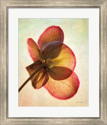 Framed Lenton Rose I Print