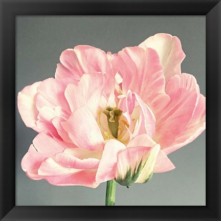 Framed Pink Bloom Print