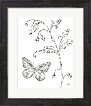 Framed Outdoor Beauties Butterfly II Print