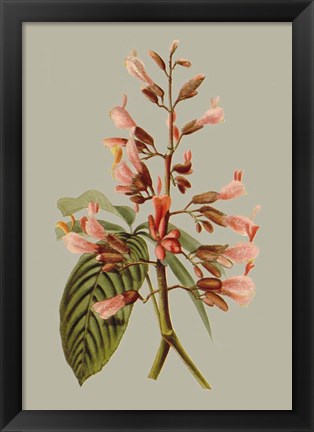 Framed Botanical Array I Print