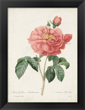 Framed Vintage Redoute Roses III Print