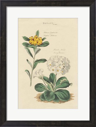 Framed Botanical Print II Print