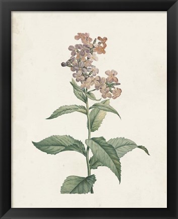 Framed Classic Botanicals II Print