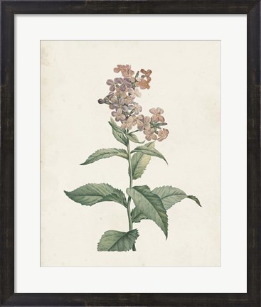Framed Classic Botanicals II Print