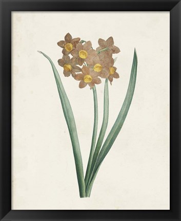 Framed Classic Botanicals VI Print