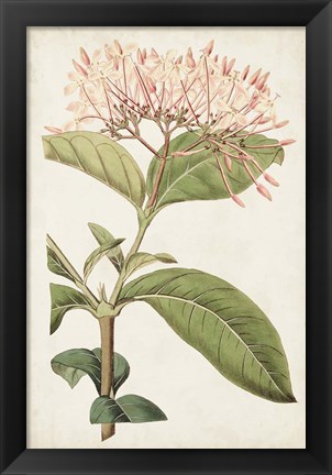 Framed Antique Botanical Collection VI Print