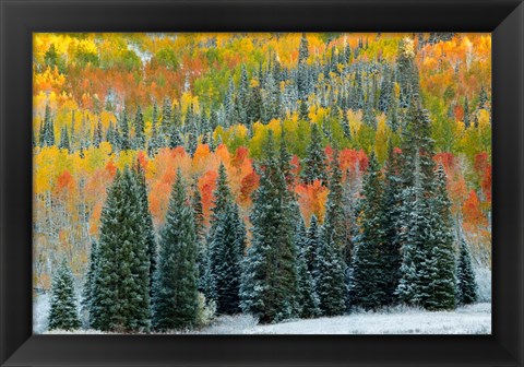 Framed Christmas Trees Print