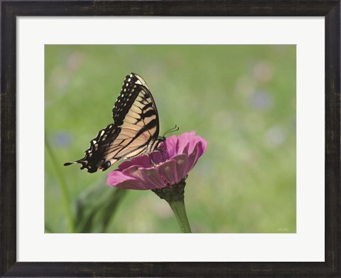 Framed Butterfly Resting Spot I Print