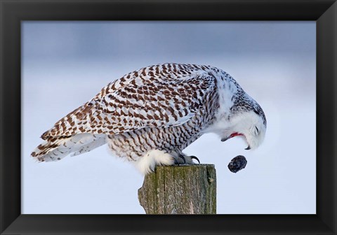 Framed Snowy Owl - Cough it up Buddy Print