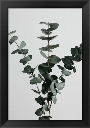 Framed Eucalyptus Natural 1 Print