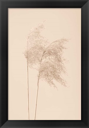 Framed Reed Grass Beige 2 Print