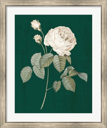 Framed White Roses on Green II Print
