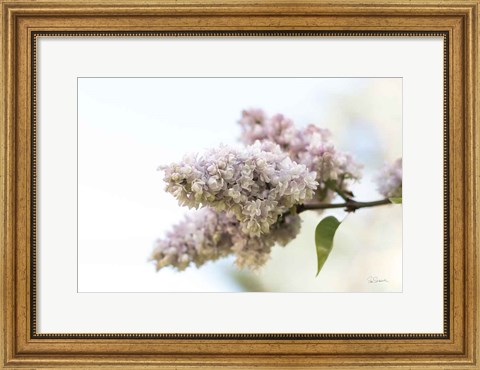 Framed Pale Lilacs II Print