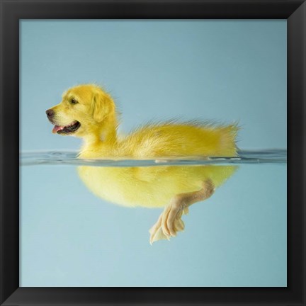 Framed Dog Duck Print