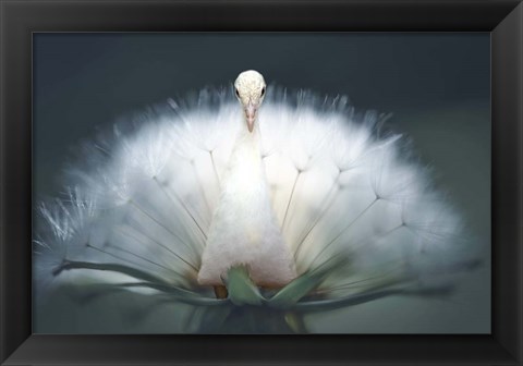 Framed Peacock Wish Print