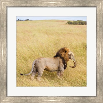 Framed Lionephant Print