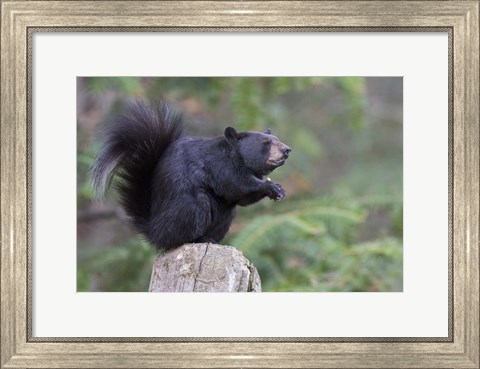 Framed Squirrelbear Print
