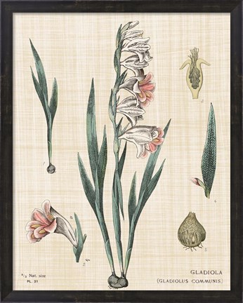 Framed Gladiola Chart Linen Print