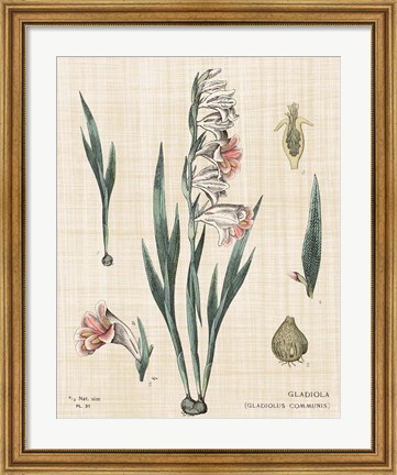 Framed Gladiola Chart Linen Print