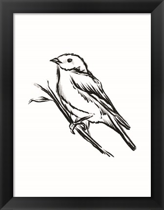 Framed Songbird Sketch II Print
