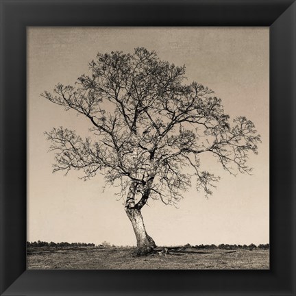 Framed Tree No. 54 Print