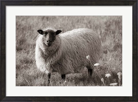 Framed Sepia Sheep Print