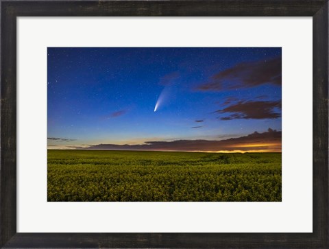 Framed Comet NEOWISE Over a Ripening Canola Field Print