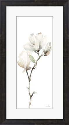 Framed White Magnolia II Panel Print