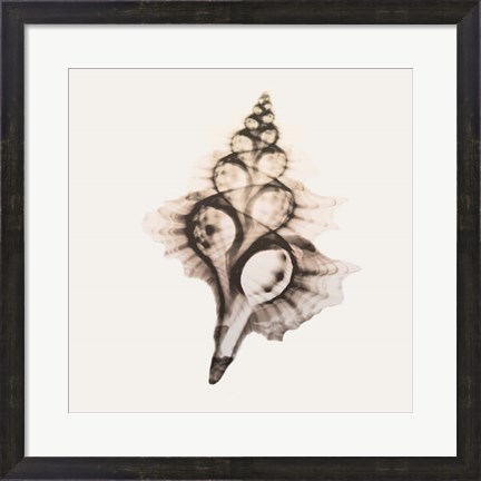 Framed Sandy Sea Shells 2 Print