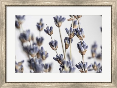 Framed Lavender Bouquet Print