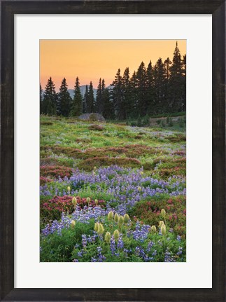 Framed Paradise Wildflower Meadows III Print