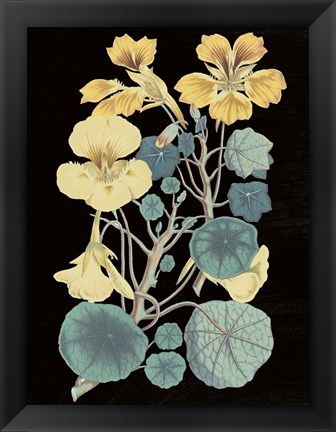 Framed Antique Botanical XVII Cool on Black Print