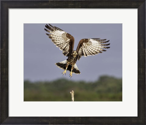 Framed Grabbing Air Snail Kite in Flight Print