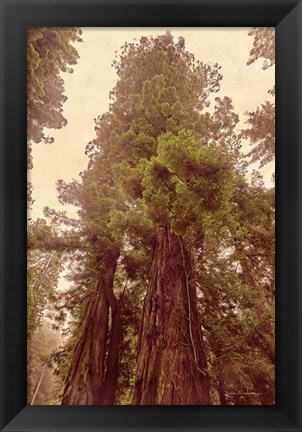 Framed Redwoods II Print