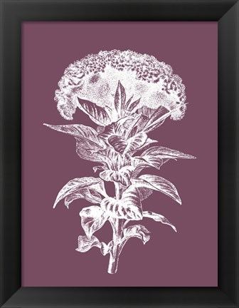 Framed Celosia Purple Flower Print