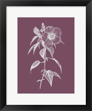 Framed Hibiscus Roseus Purple Flower Print