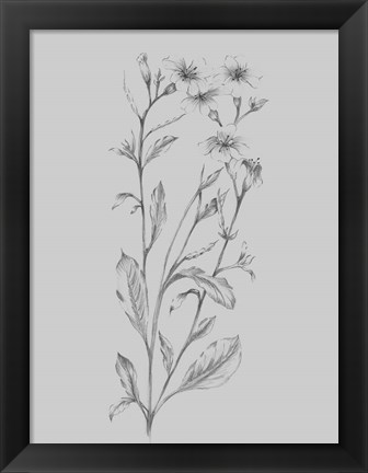 Framed Grey Flower Sketch Illustration Print