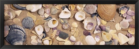 Framed High angle view of seashells Print