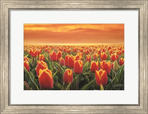 Framed Tulips on Fire Print