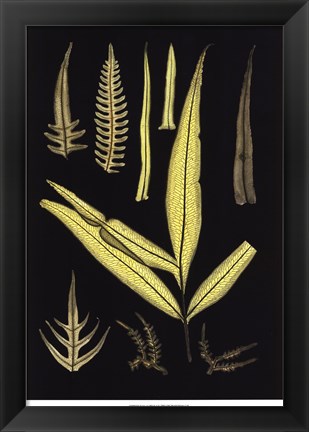 Framed Ferns on Black I Print