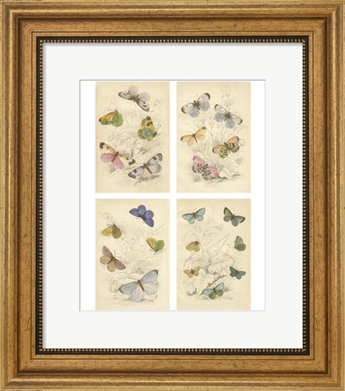 Framed Jardini Butterflies Print