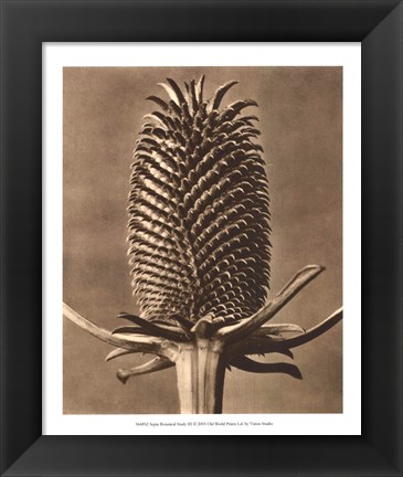 Framed Sepia Botany Study III Print