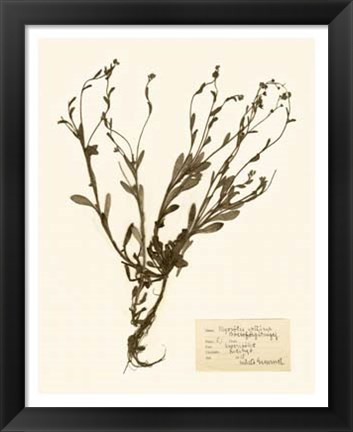 Framed Pressed Flower Study II Print