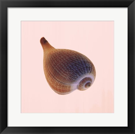 Framed Fig Shell Print