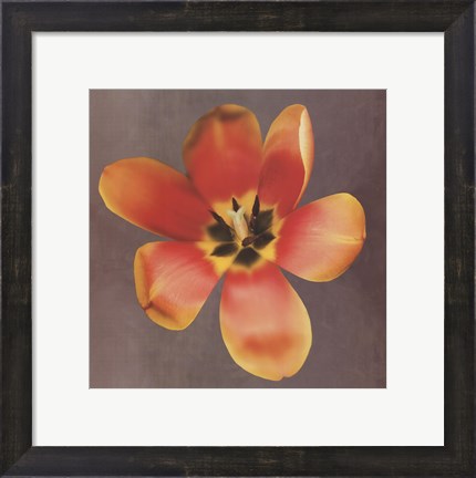 Framed Sunshine Tulip Print