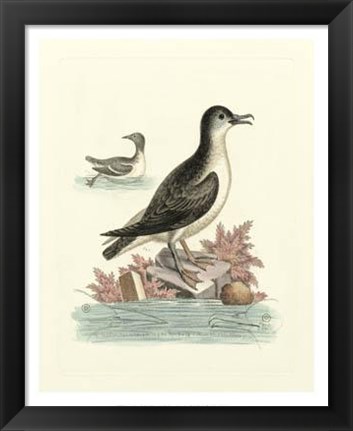 Framed Aquatic Birds III Print