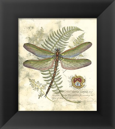 Framed Mini Regal Dragonfly I Print