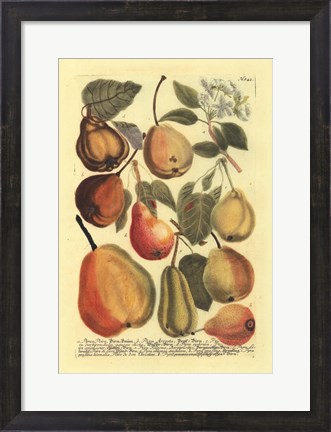 Framed Plentiful Pears II Print