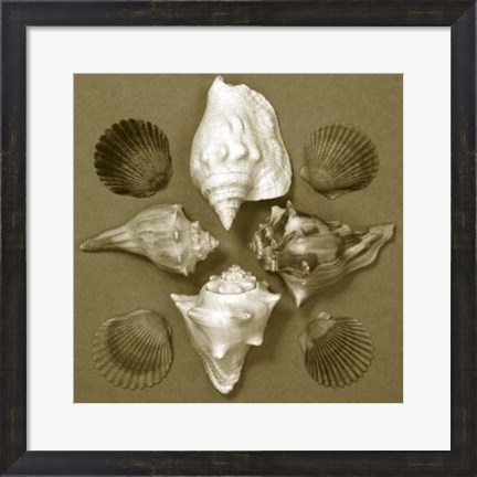 Framed Shell Collector Series III Print
