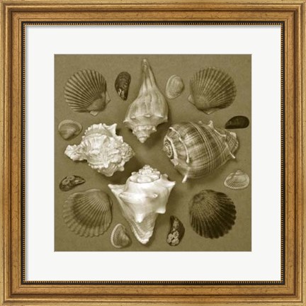 Framed Shell Collector Series IV Print